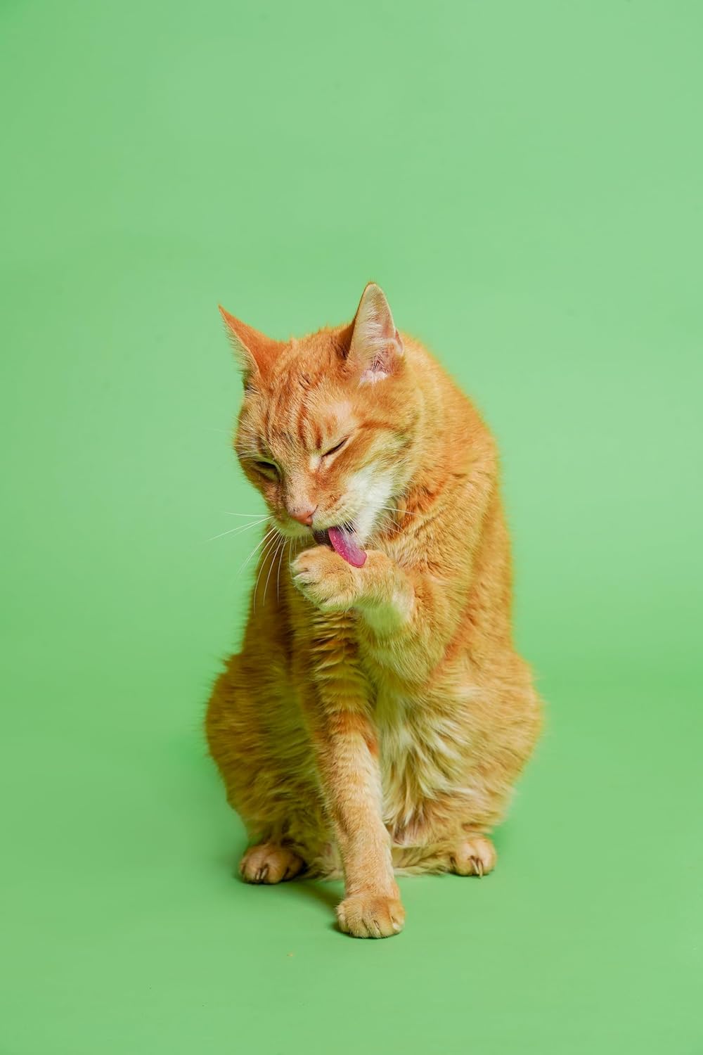 4 oz Liquid Worm Treatment for Cats L39763