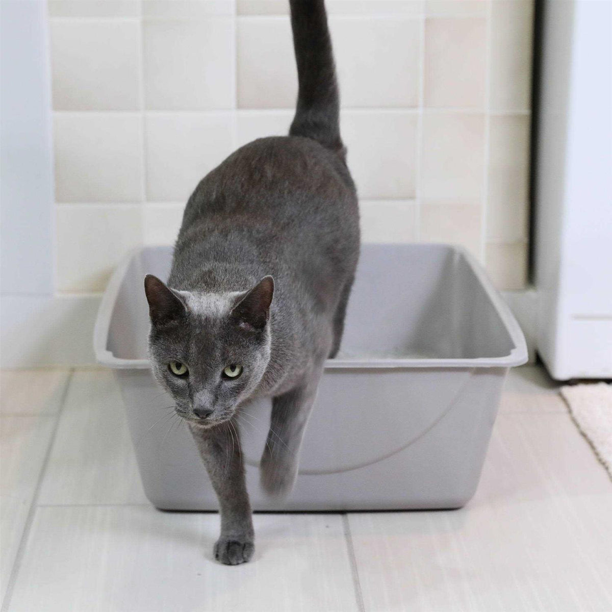 Litter Pan B594988